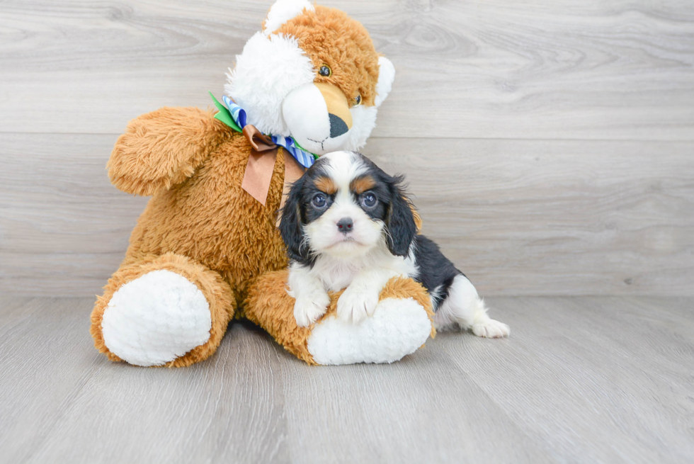 Cavalier King Charles Spaniel Pup Being Cute