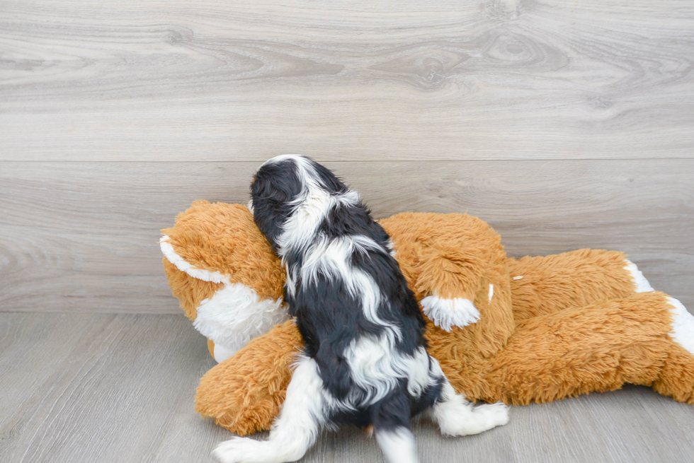 Cavalier King Charles Spaniel Puppy for Adoption