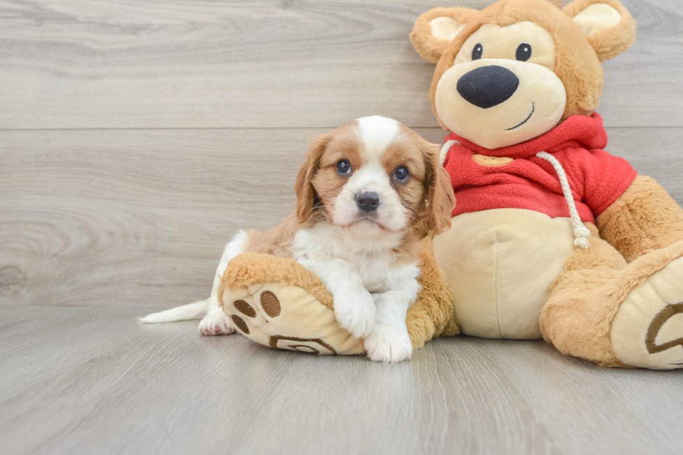 Funny Cavalier King Charles Spaniel Baby