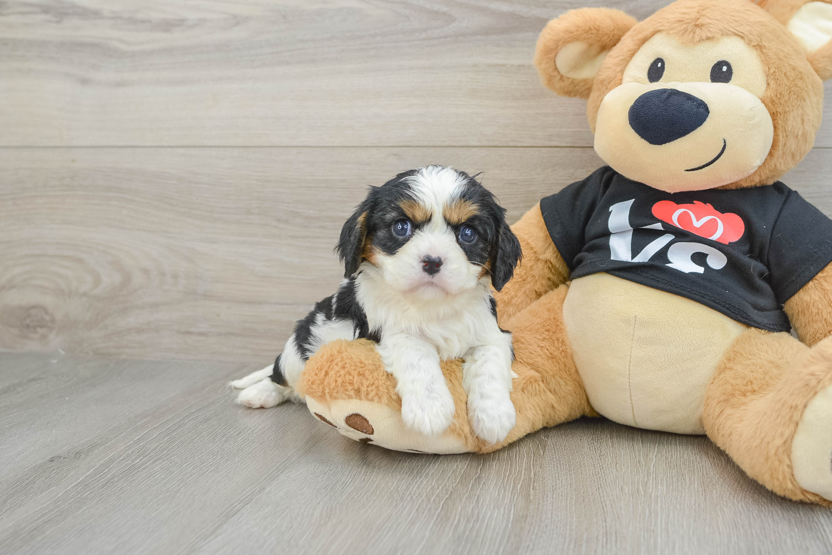 Happy Cavalier Purebred Puppy