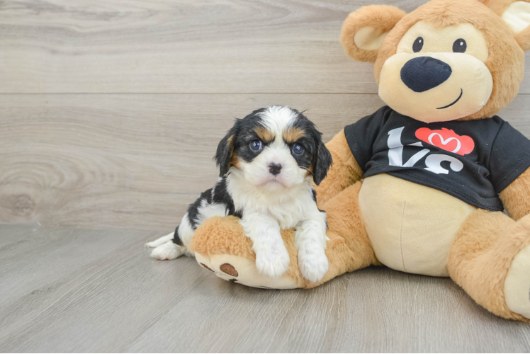 Happy Cavalier Purebred Puppy
