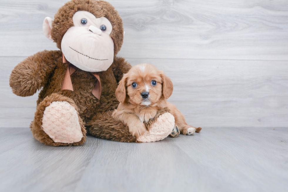 Akc Registered Cavalier King Charles Spaniel Purebred Pup