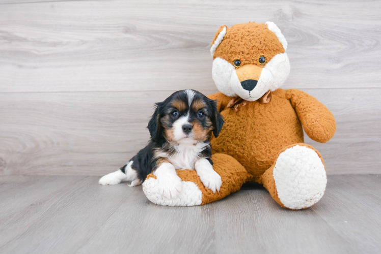 Best Cavalier King Charles Spaniel Baby