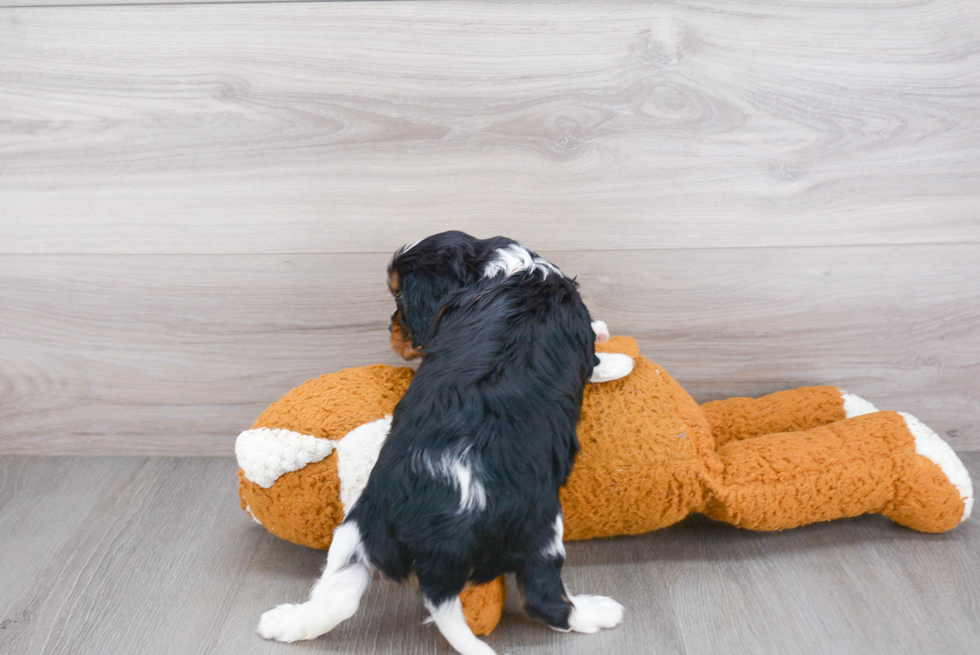 Cavalier King Charles Spaniel Pup Being Cute