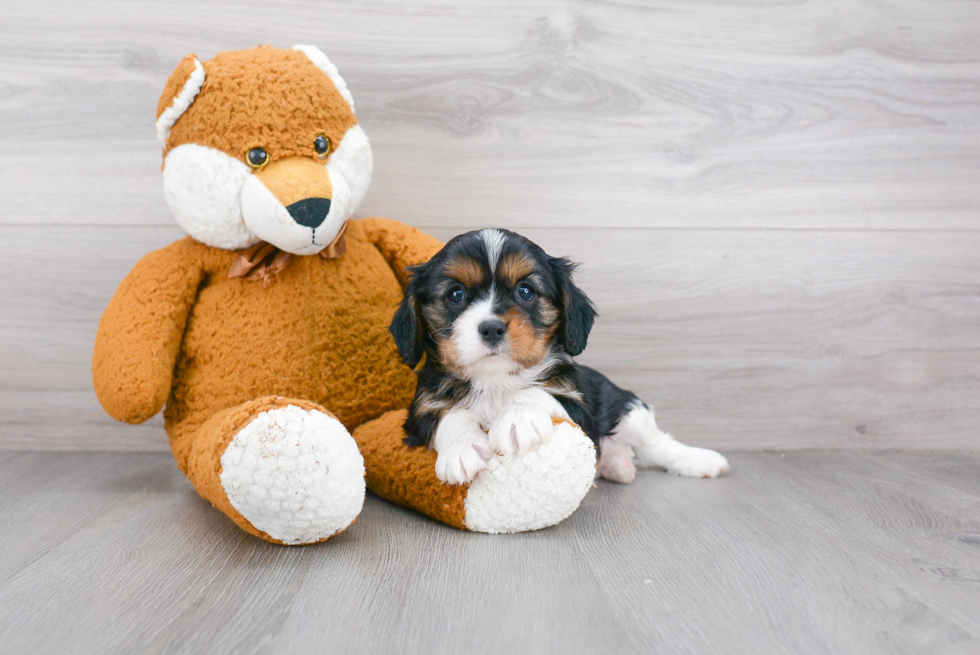 Popular Cavalier King Charles Spaniel Baby