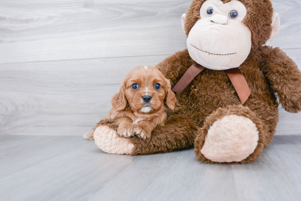 Best Cavalier King Charles Spaniel Baby