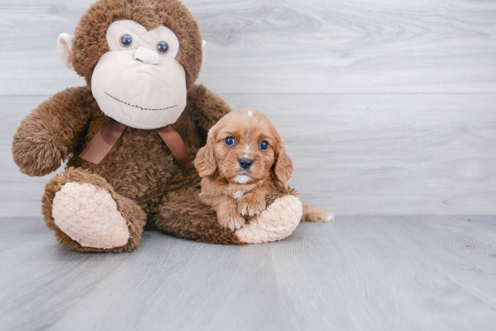 Popular Cavalier King Charles Spaniel Baby