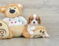 5 week old Cavalier King Charles Spaniel Puppy For Sale - Premier Pups