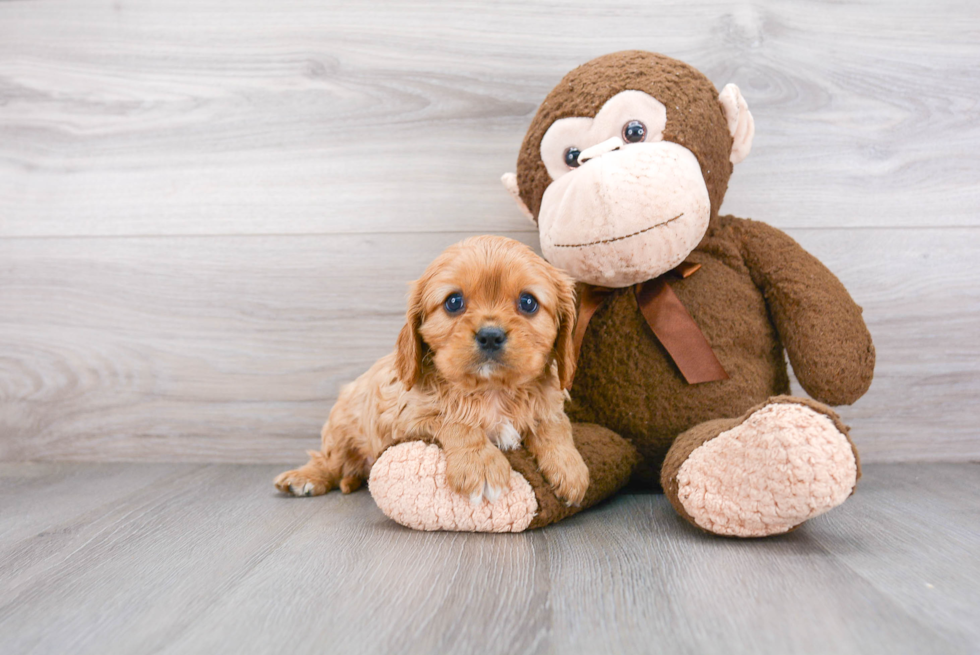 Cavalier King Charles Spaniel Puppy for Adoption