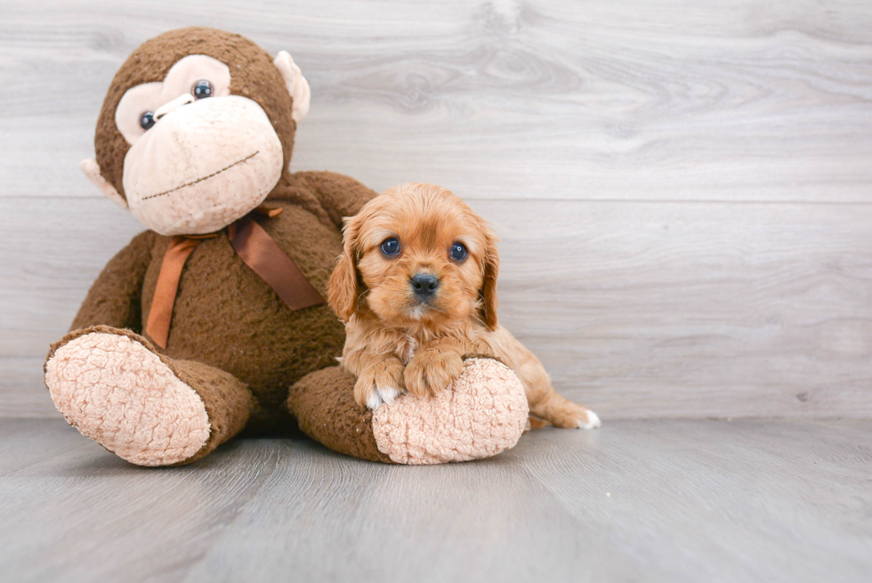 Adorable Cavalier King Charles Spaniel Purebred Puppy