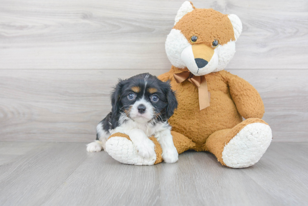 Cavalier King Charles Spaniel Pup Being Cute