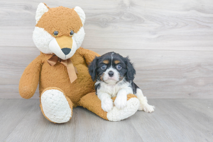 Popular Cavalier King Charles Spaniel Baby