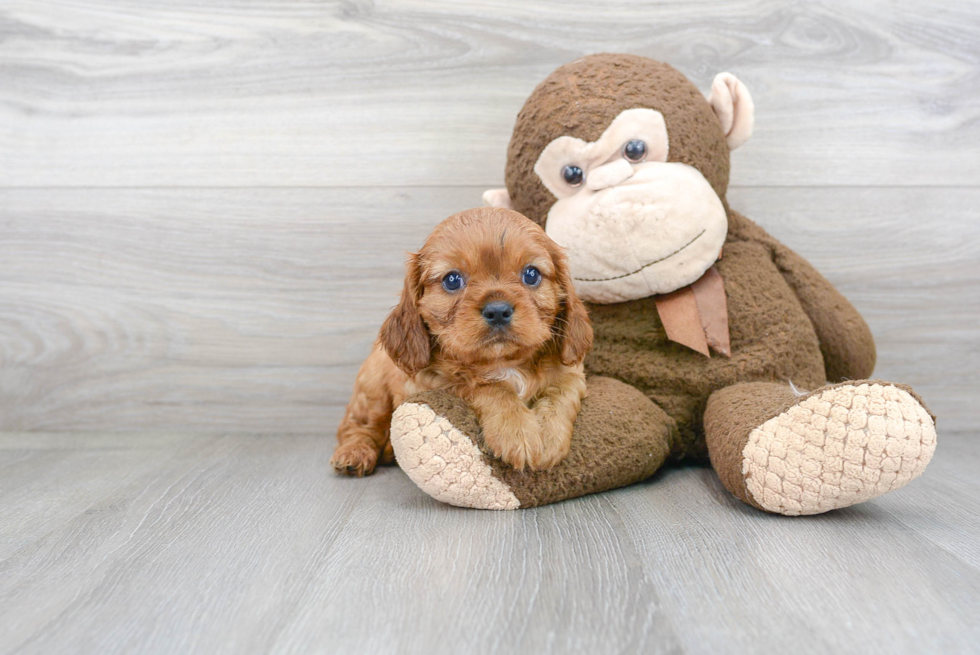 Hypoallergenic Cavalier King Charles Spaniel Purebred Pup