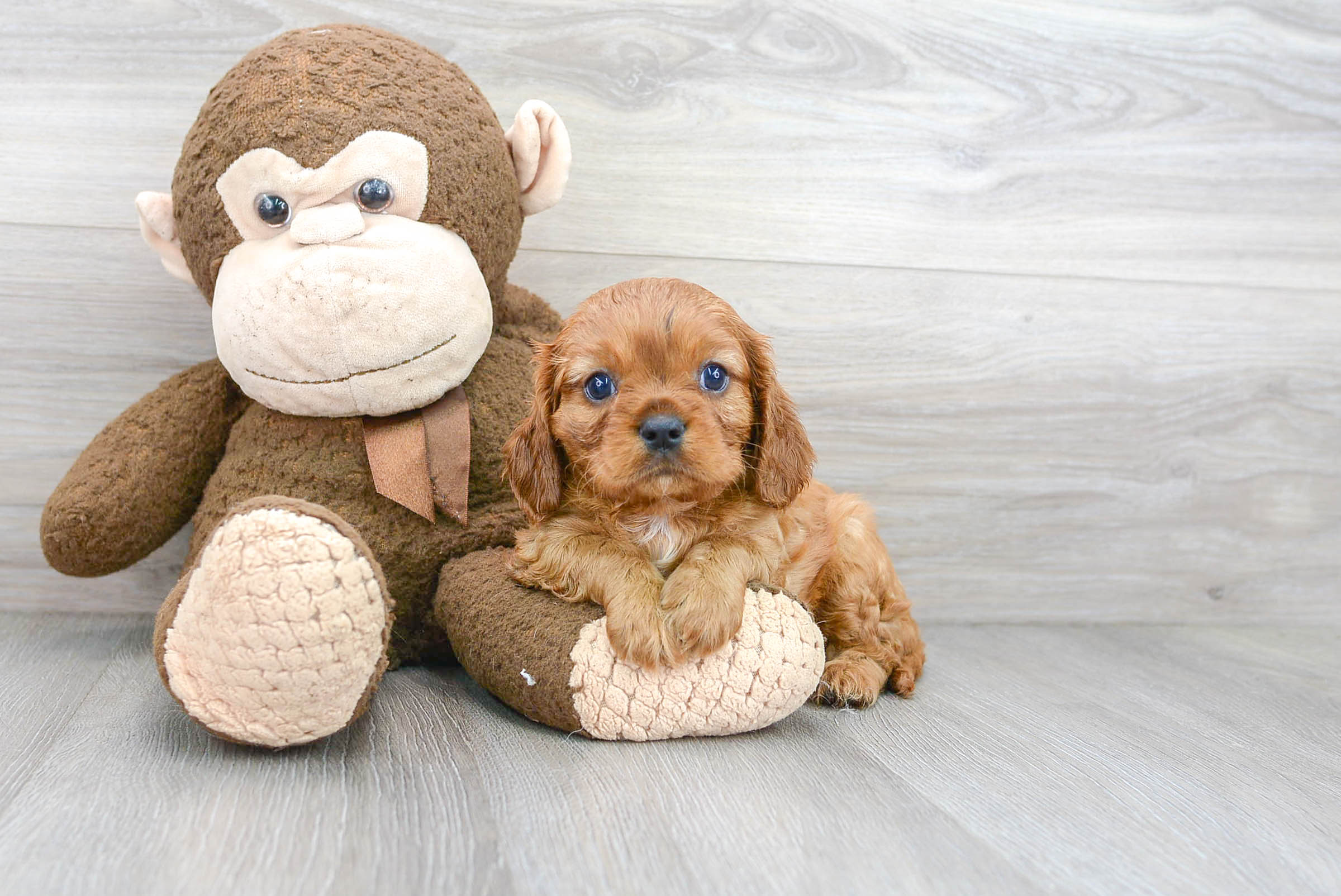 Best Cavalier King Charles Spaniel Baby