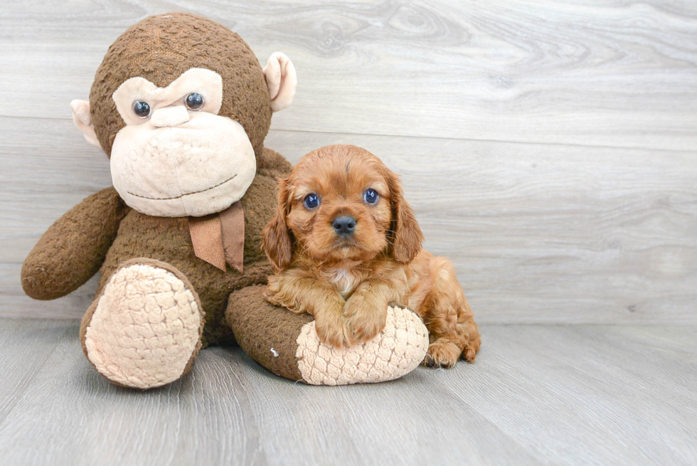 Best Cavalier King Charles Spaniel Baby