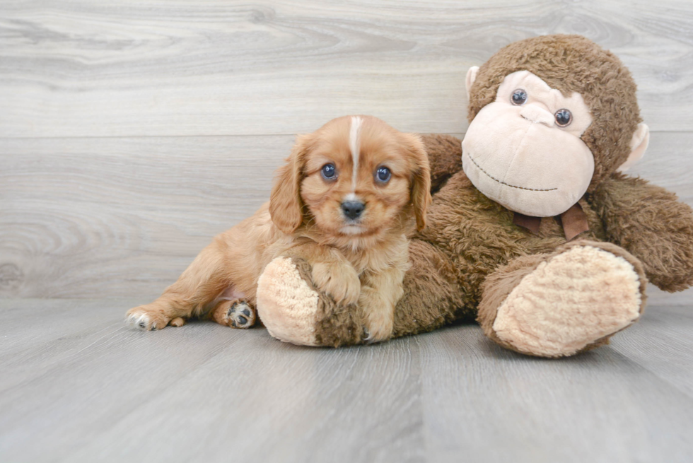 Cute Cavalier King Charles Spaniel Purebred Puppy