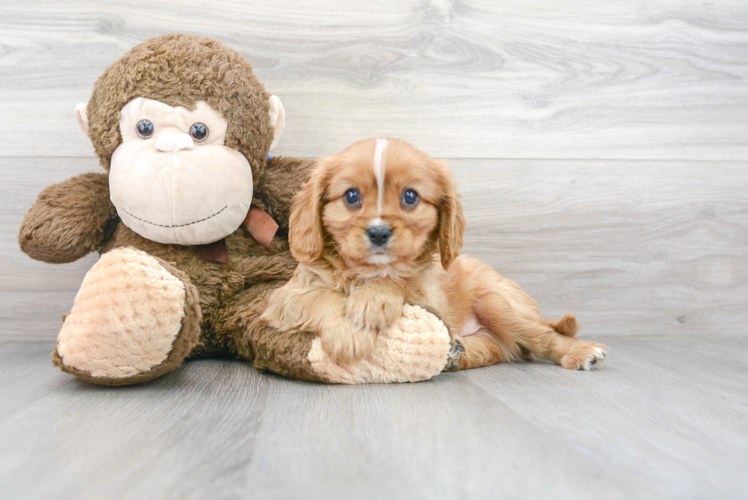 Cute Cavalier King Charles Spaniel Purebred Pup