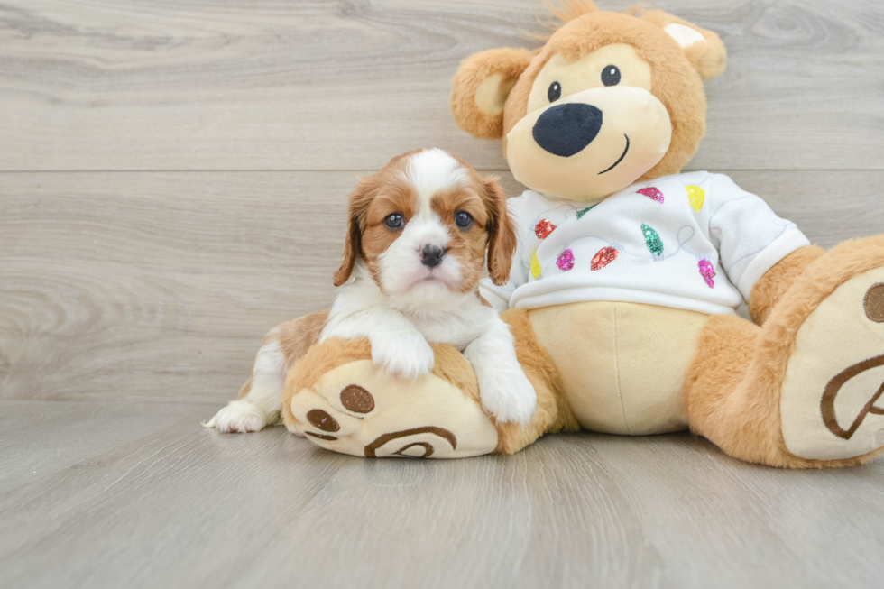 Petite Cavalier Purebred Puppy