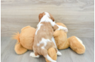 Cavalier King Charles Spaniel Pup Being Cute