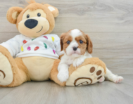 5 week old Cavalier King Charles Spaniel Puppy For Sale - Premier Pups