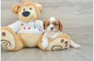 Best Cavalier King Charles Spaniel Baby