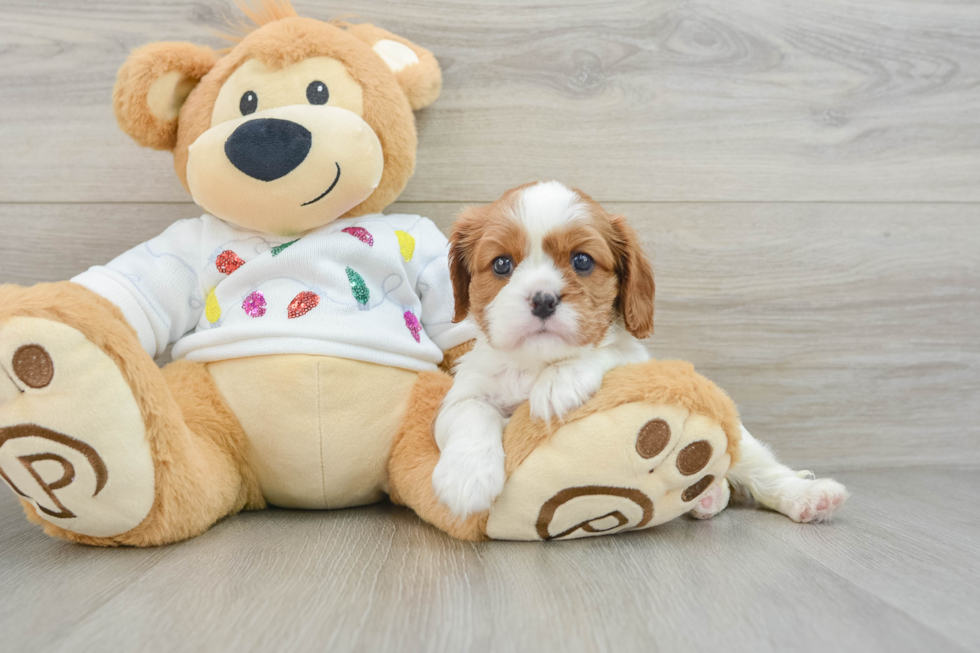 Best Cavalier King Charles Spaniel Baby