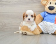 5 week old Cavalier King Charles Spaniel Puppy For Sale - Premier Pups