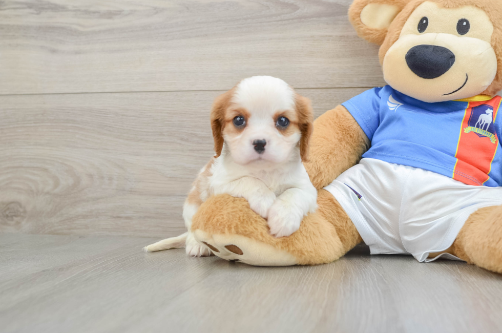 6 week old Cavalier King Charles Spaniel Puppy For Sale - Premier Pups