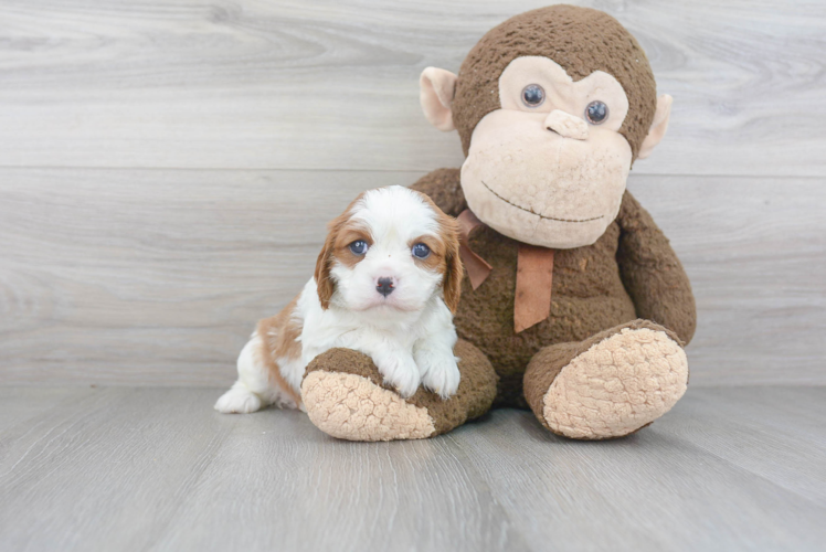 Best Cavalier King Charles Spaniel Baby