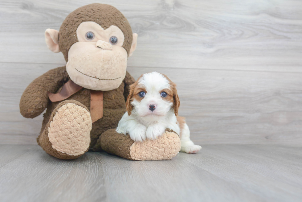 Cavalier King Charles Spaniel Puppy for Adoption