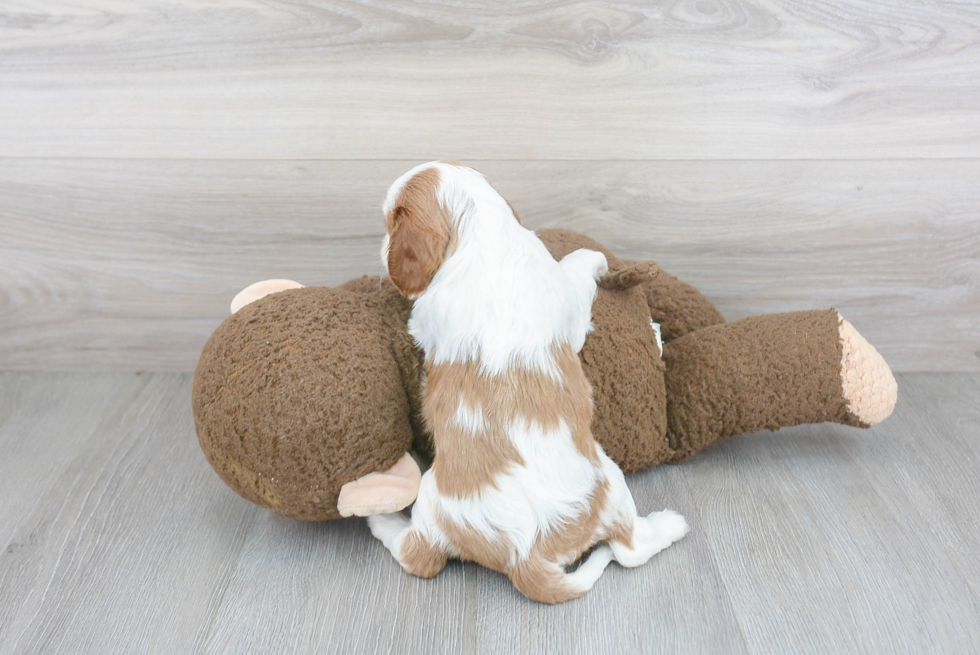 Little Cavalier King Charles Spaniel Purebred Pup