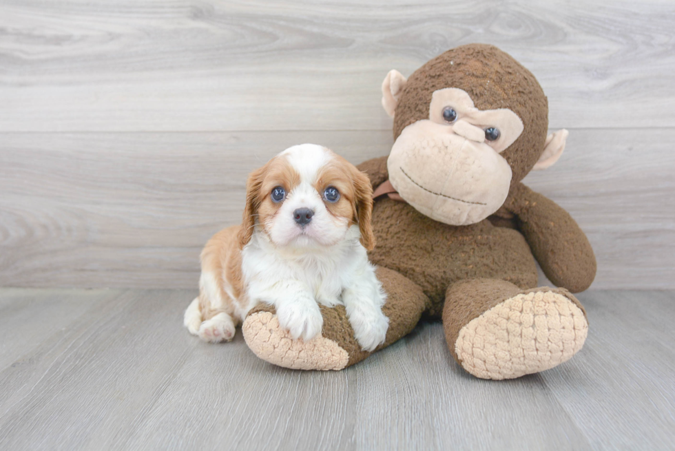 Funny Cavalier King Charles Spaniel Purebred Pup