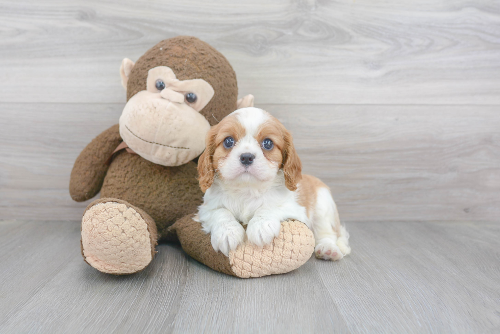 Popular Cavalier King Charles Spaniel Baby