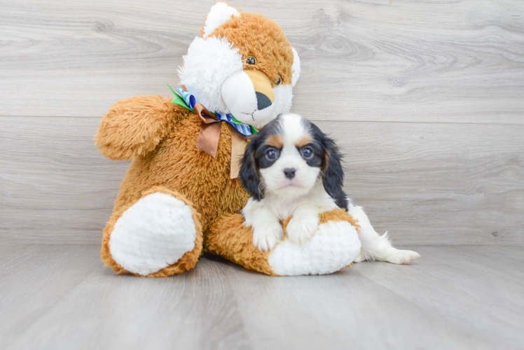 Cute Cavalier King Charles Spaniel Baby