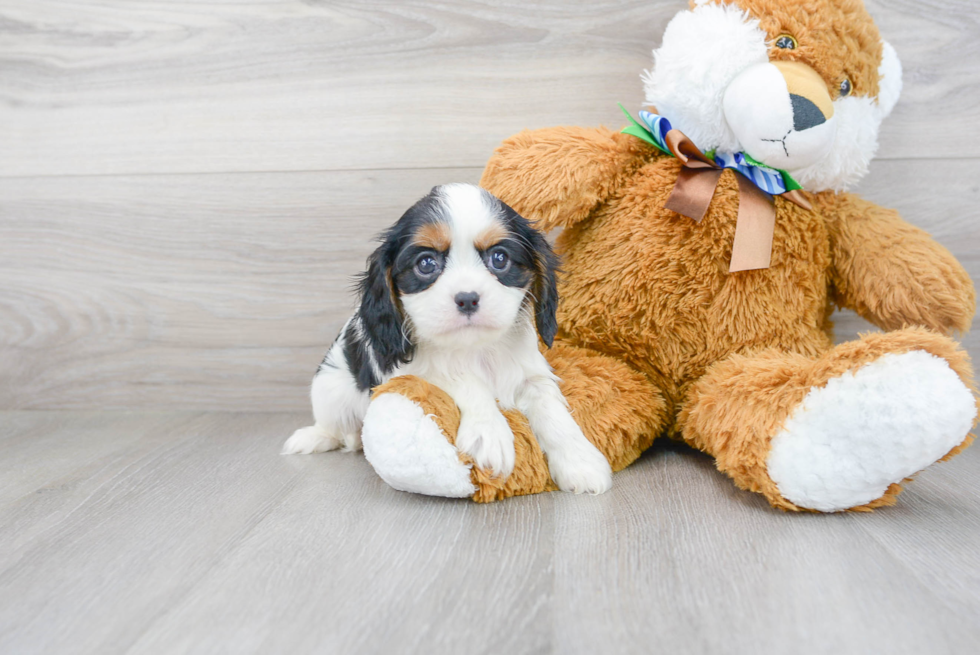 Cavalier King Charles Spaniel Puppy for Adoption