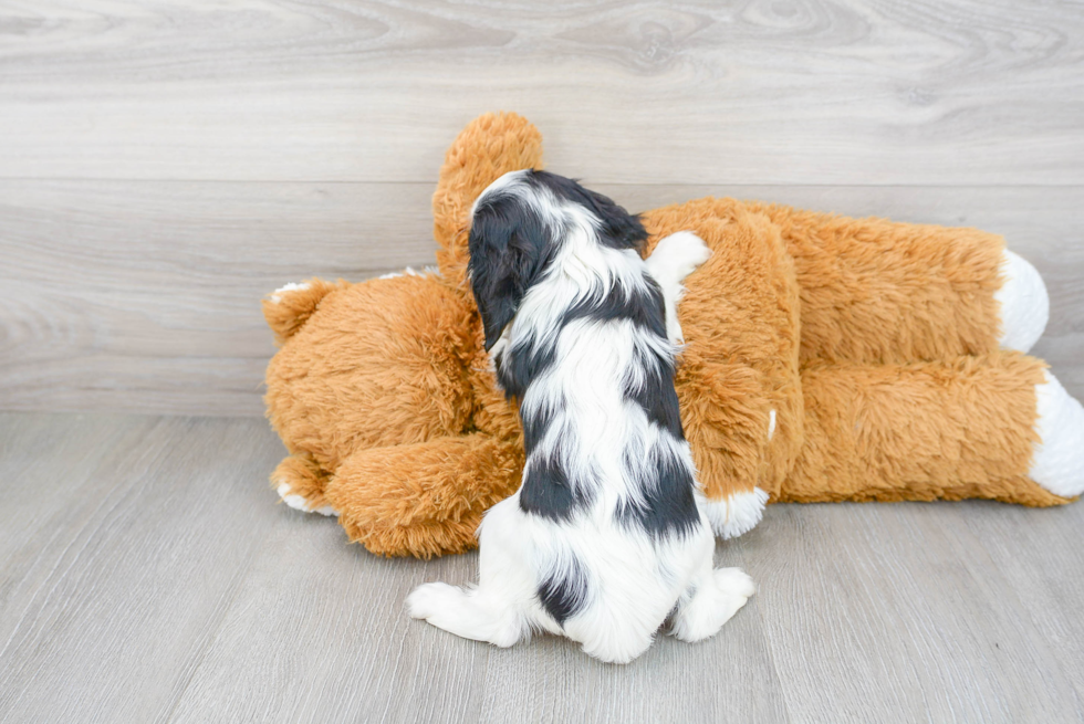 Cute Cavalier King Charles Spaniel Purebred Pup