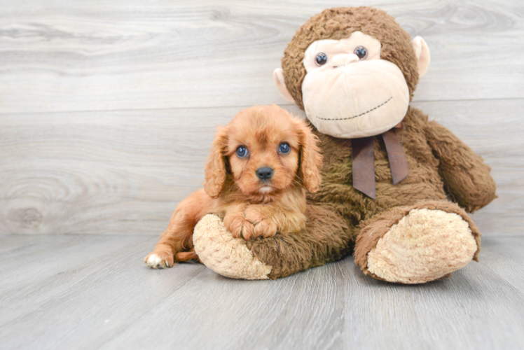 Best Cavalier King Charles Spaniel Baby