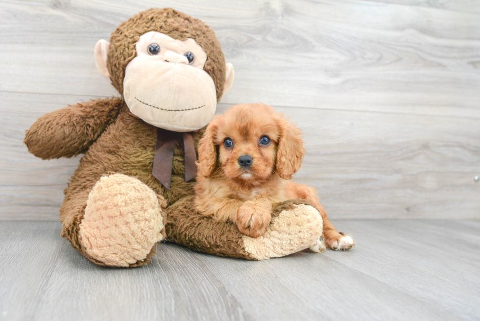 Cavalier King Charles Spaniel Pup Being Cute