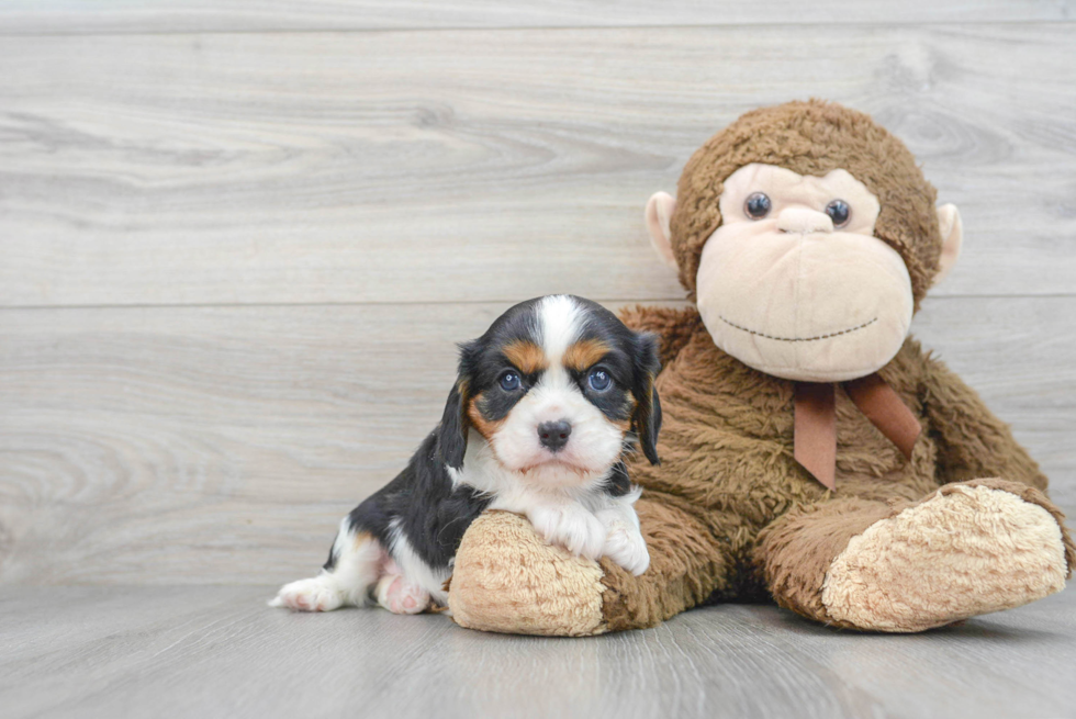 Little Cavalier King Charles Spaniel Baby