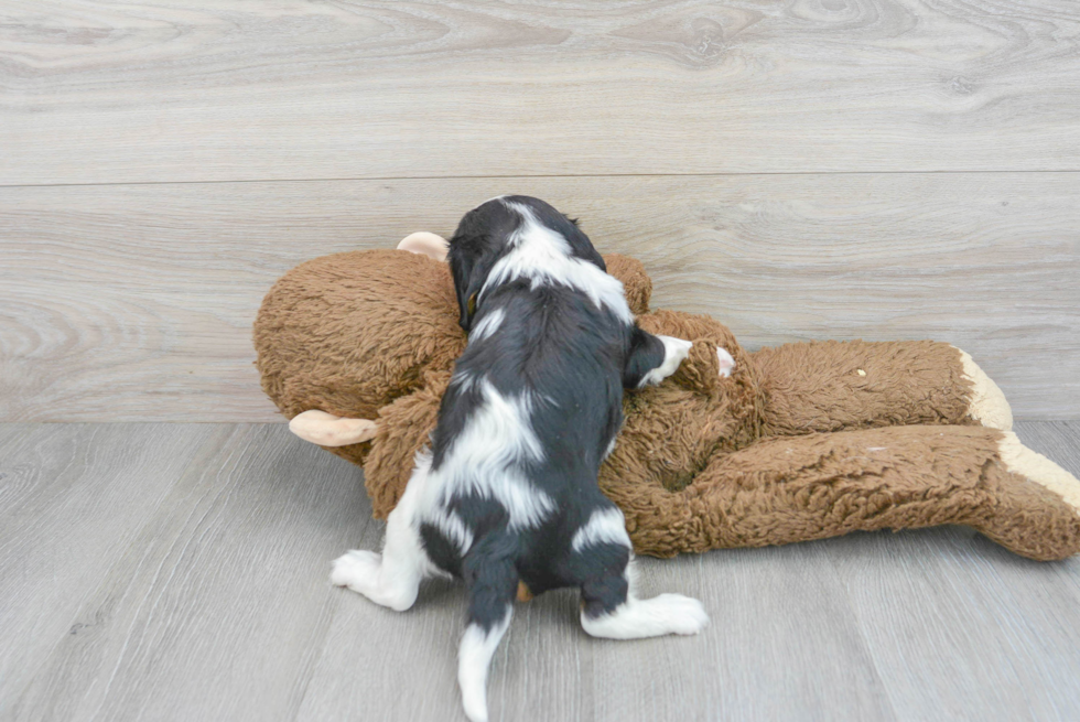 Best Cavalier King Charles Spaniel Baby