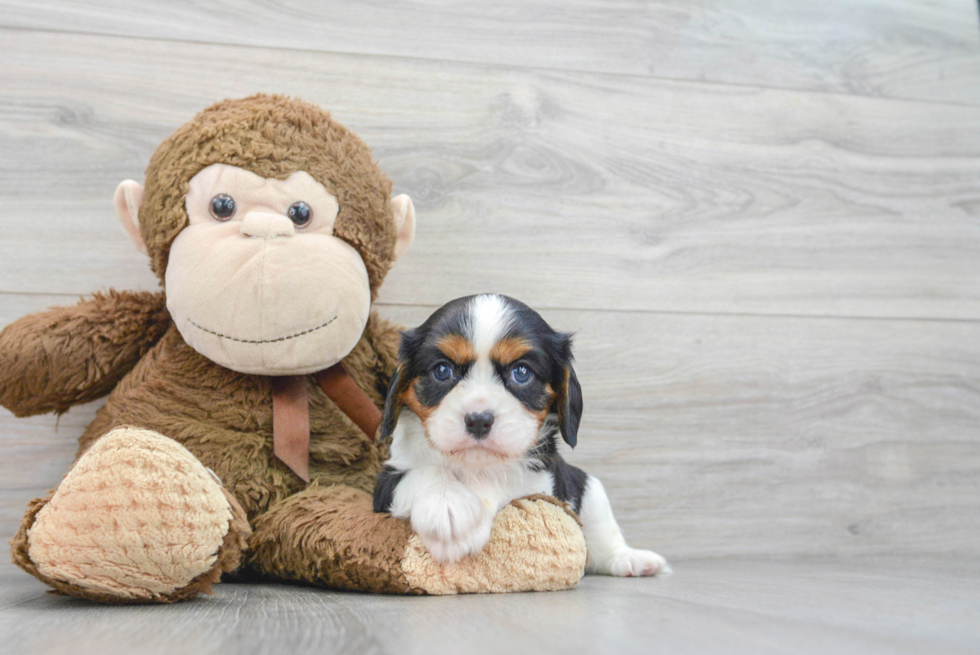 Cavalier King Charles Spaniel Puppy for Adoption