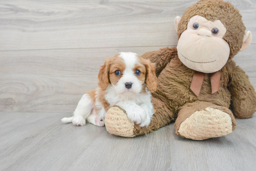 Cavalier King Charles Spaniel Pup Being Cute