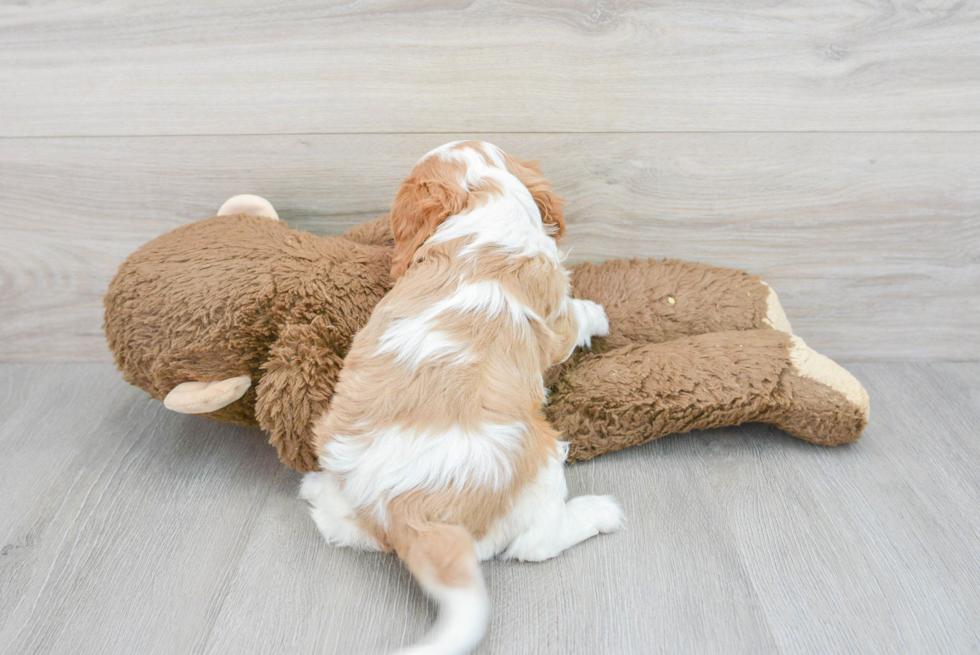 Cavalier King Charles Spaniel Pup Being Cute