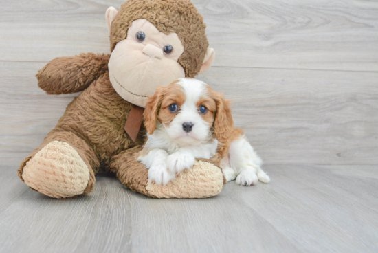 Adorable Cavalier King Charles Spaniel Purebred Puppy