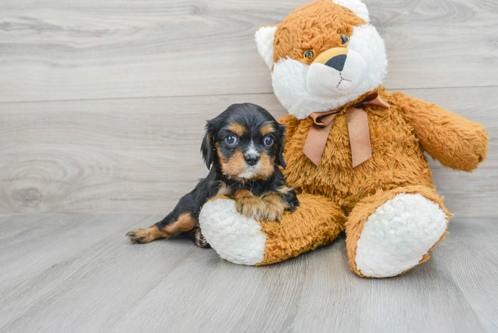 Hypoallergenic Cavalier King Charles Spaniel Purebred Pup