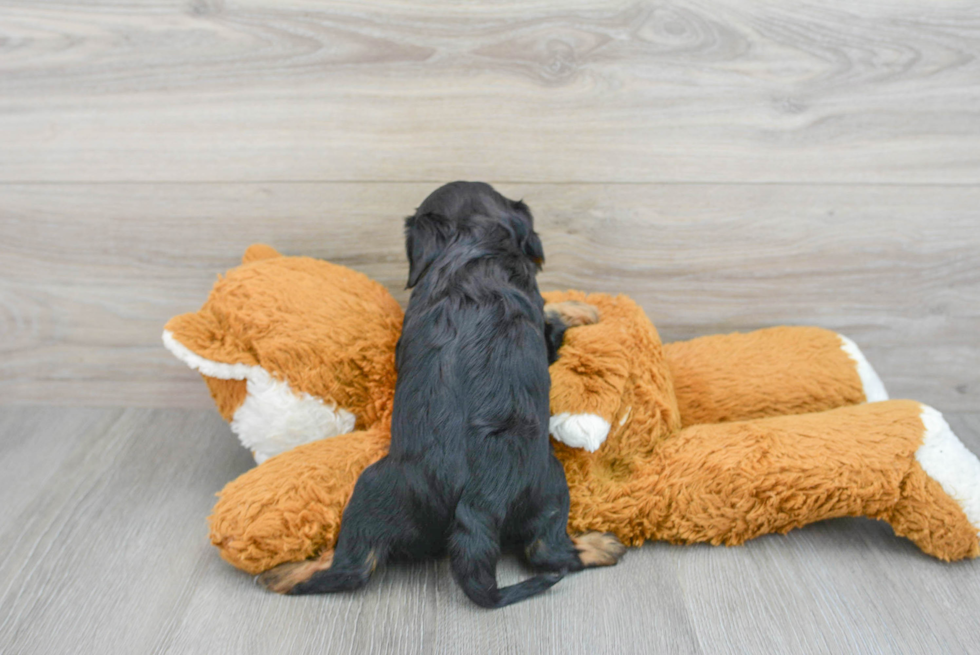 Popular Cavalier King Charles Spaniel Purebred Pup