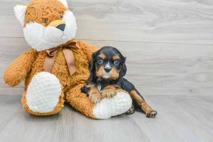 Playful Cavalier King Charles Spaniel Baby