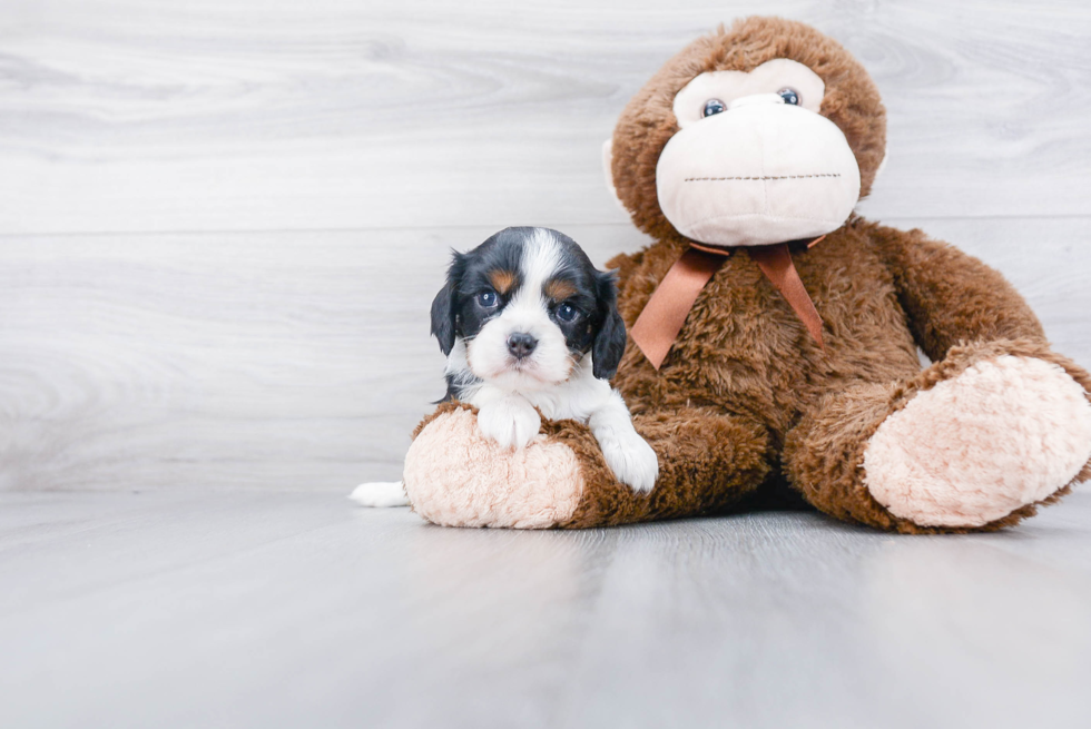 Best Cavalier King Charles Spaniel Baby