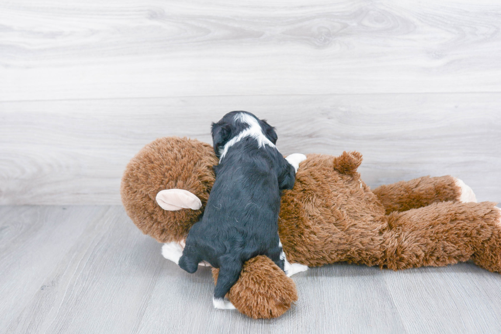 Best Cavalier King Charles Spaniel Baby