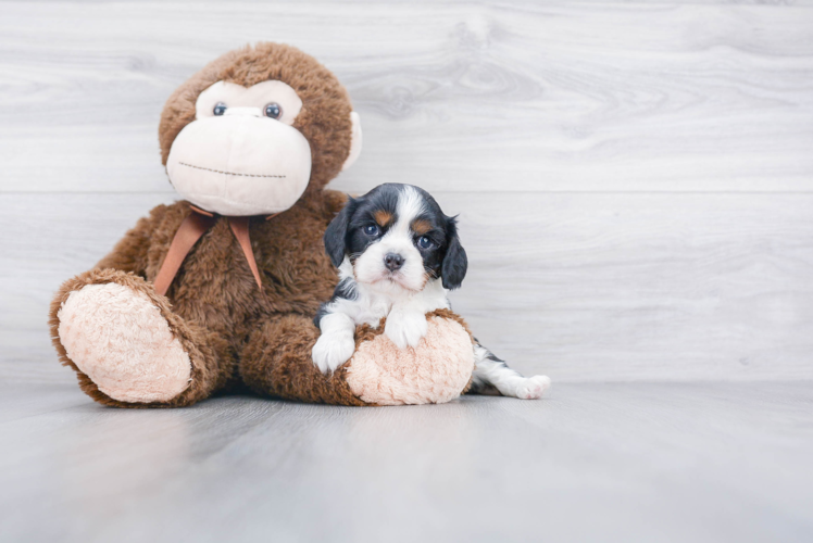 Best Cavalier King Charles Spaniel Baby